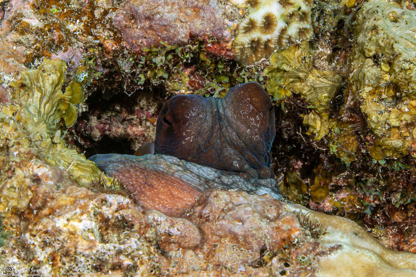 Octopus cyanea (Day Octopus)