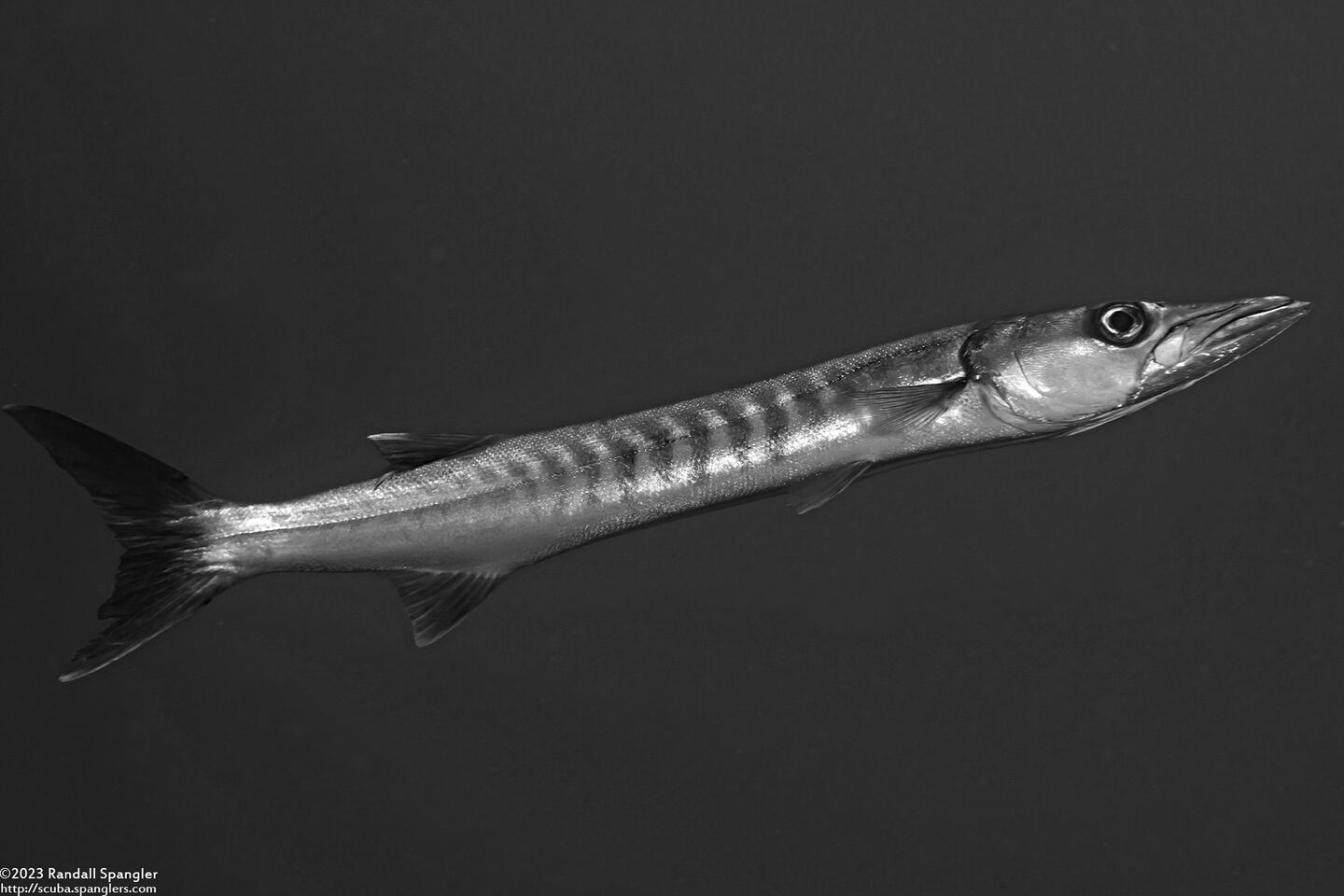Sphyraena qenie (Blackfin Barracuda)