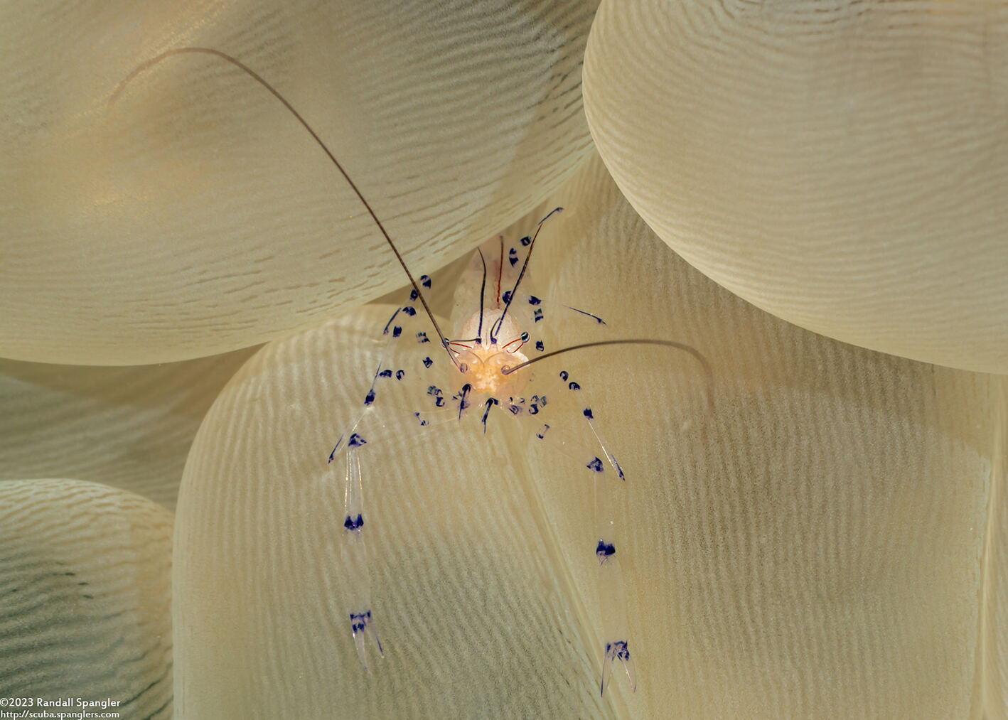 Vir colemani (Coleman's Bubble Coral Shrimp)