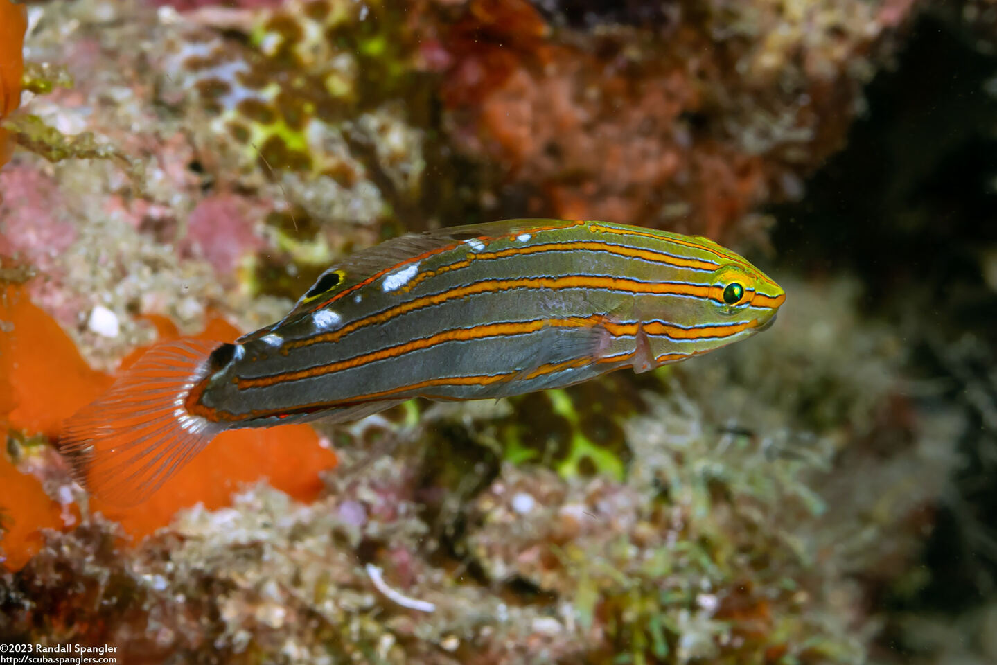 Koumansetta rainfordi (Old Glory)