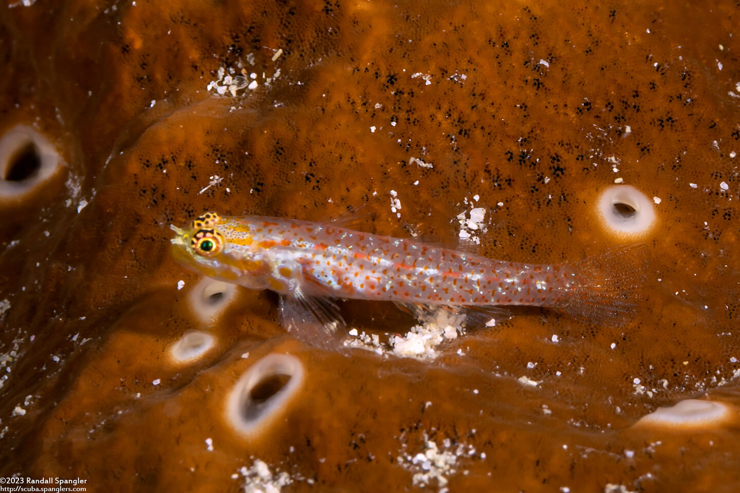 Eviota melasma (Melasma Dwarfgoby)