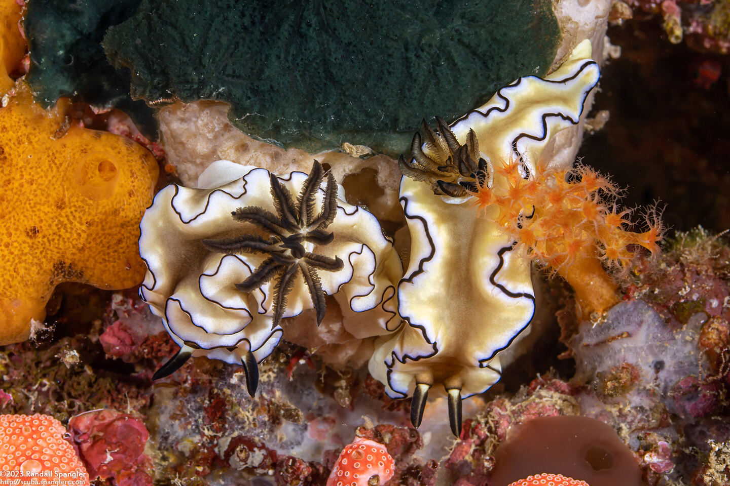 Doriprismatica atromarginata (Dark Margin Glossodoris)