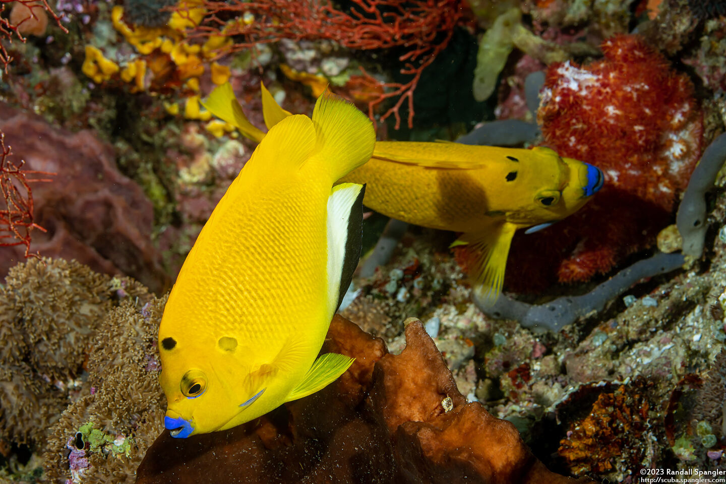 Apolemichthys trimaculatus (Three-Spot Angelfish)