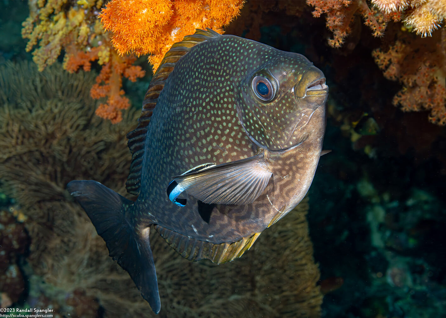 Labroides dimidiatus (Bluestreak Cleaner Wrasse)