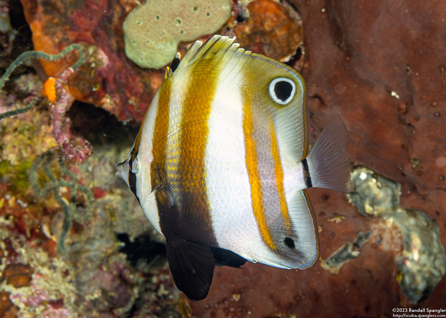 Coradion melanopus (Two-Eyed Coralfish)