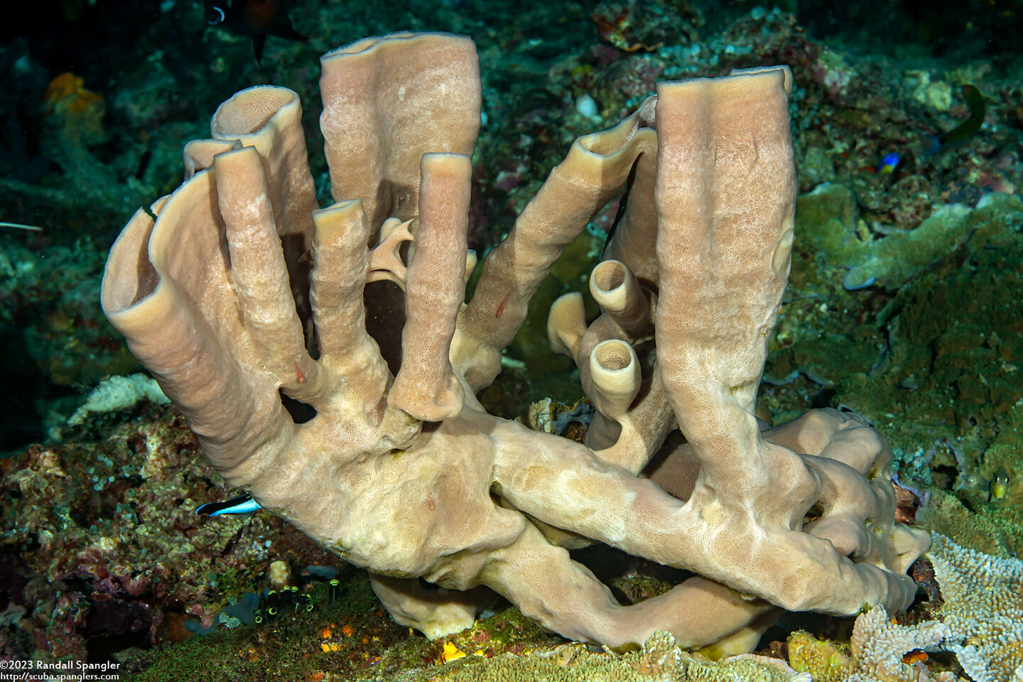 Haliclona fascigera (Haliclona Fascigera)