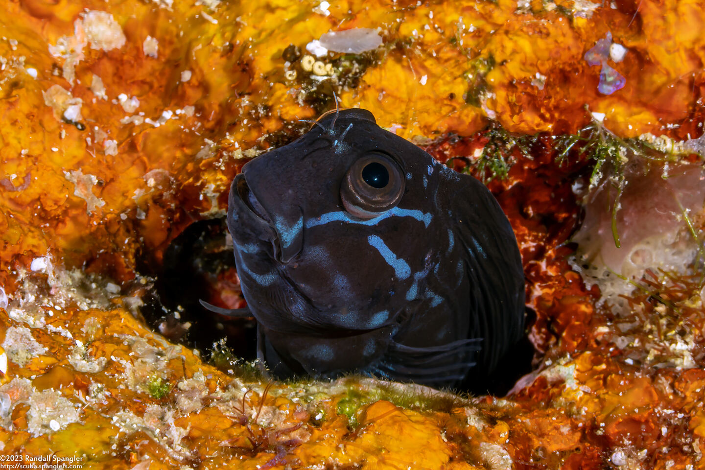 Ecsenius namiyei (Black Coralblenny)