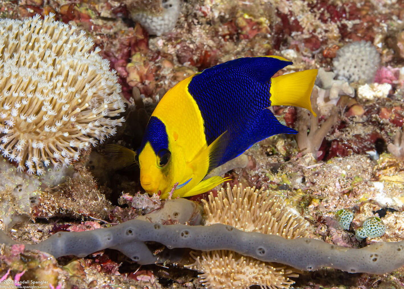 Centropyge bicolor (Bicolor Angelfish)