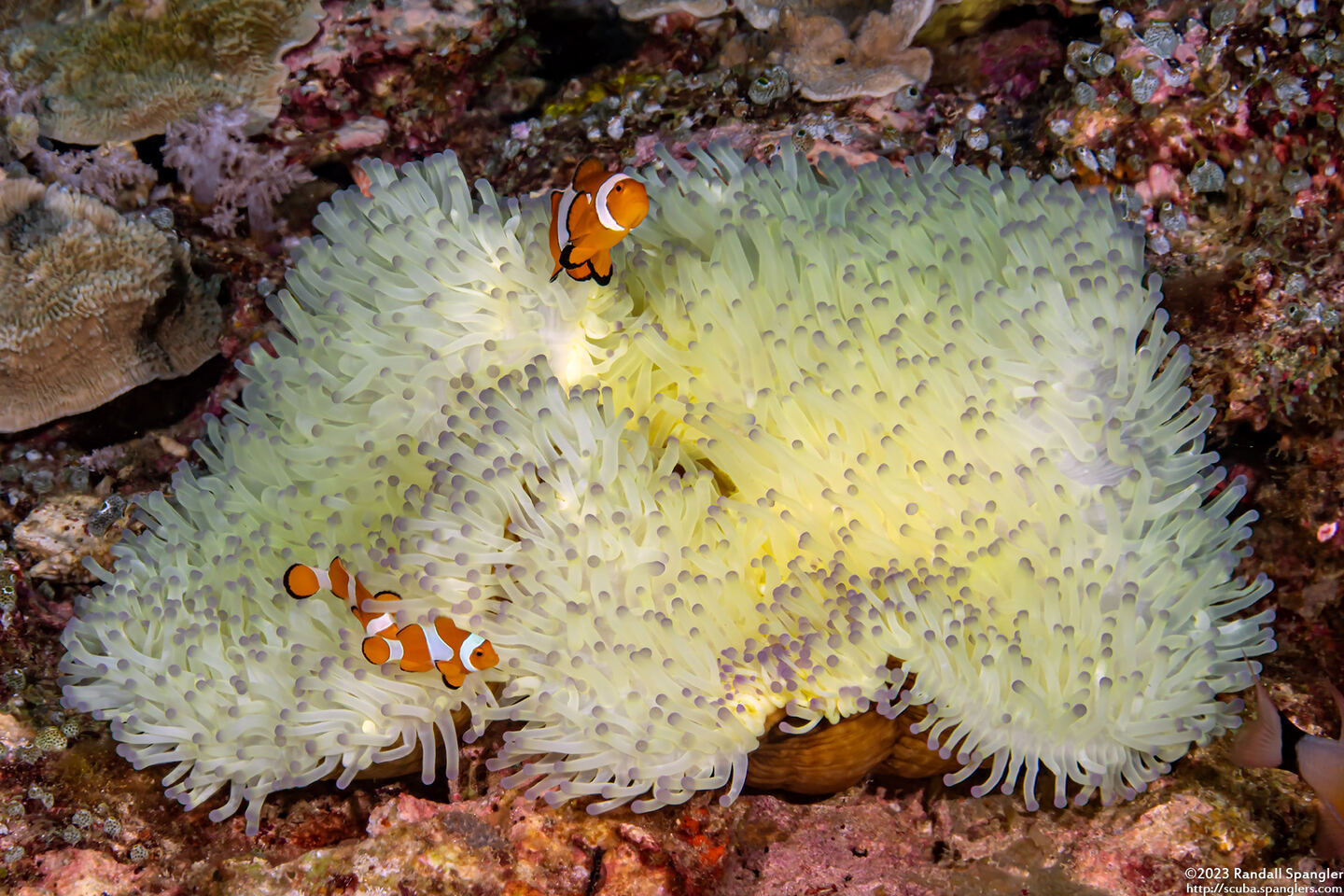 Heteractis magnifica (Magnificent Sea Anemone)