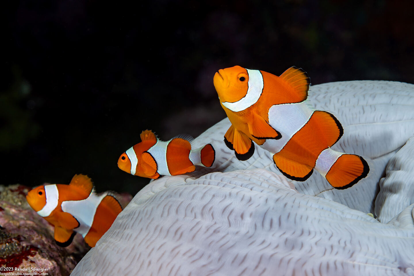 Amphiprion percula (Clown Anemonefish)