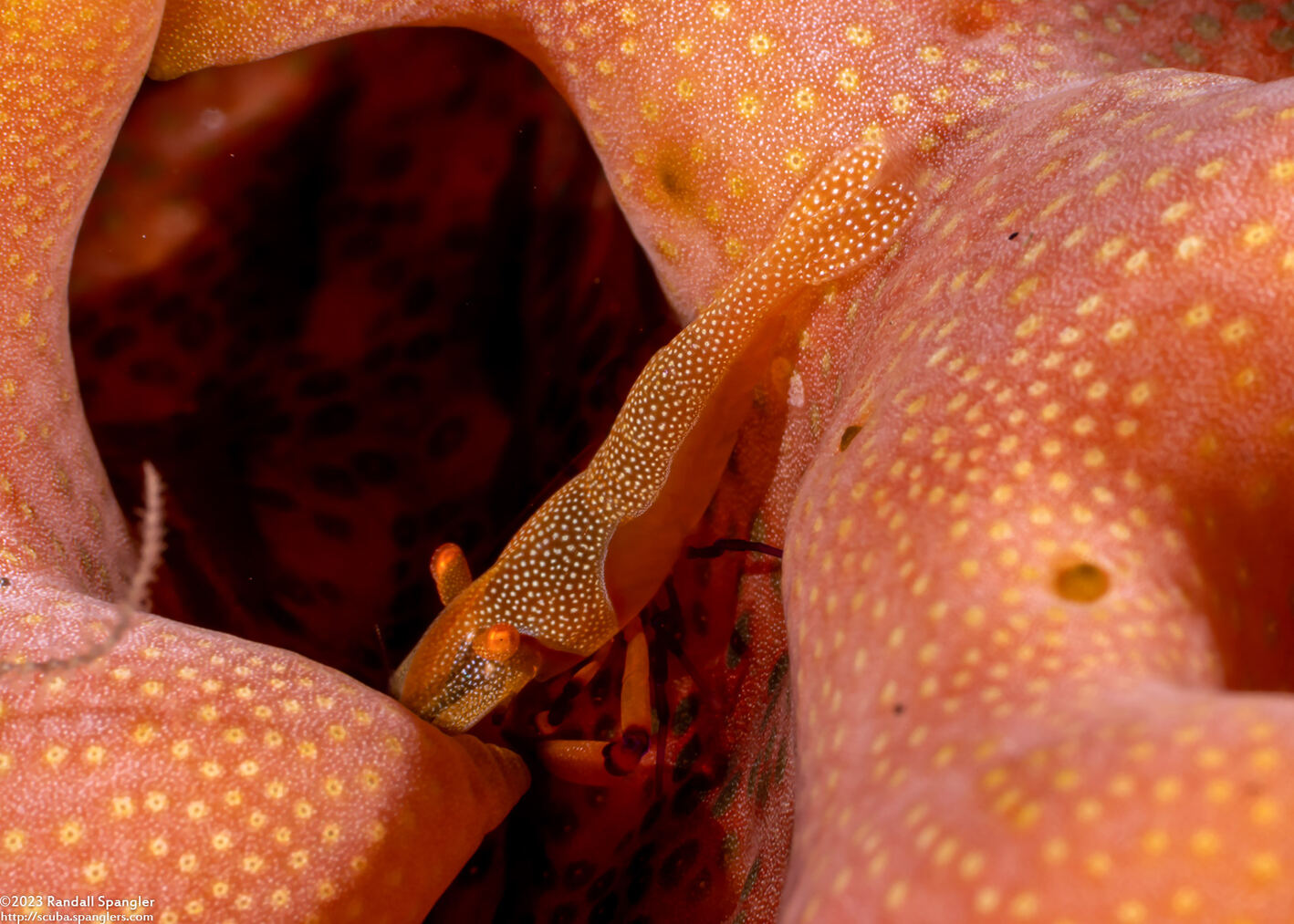 Zenopontonia rex (Emperor Shrimp)