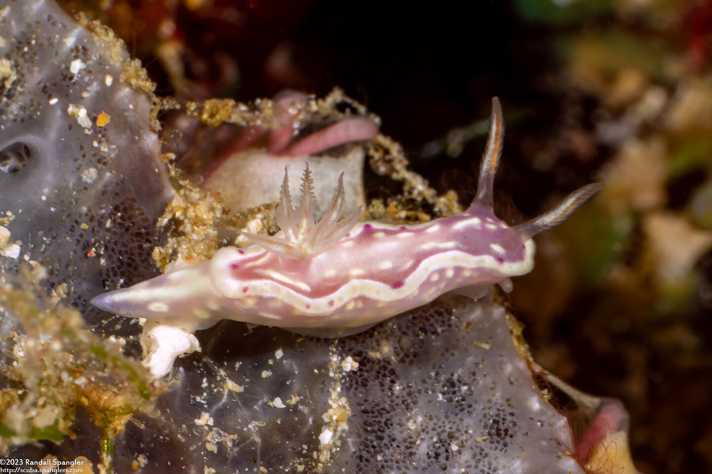 Ceratosoma sp.2 (Red-Lined Ceratosoma)