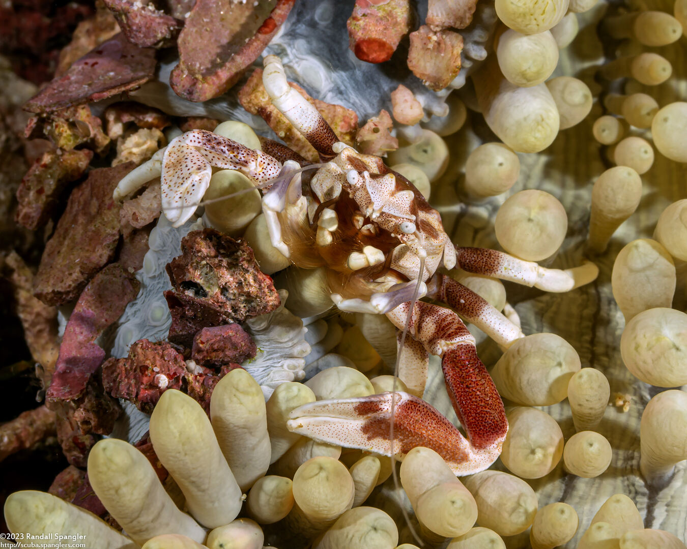 Neopetrolisthes maculatus (Spotted Porcelain Crab)