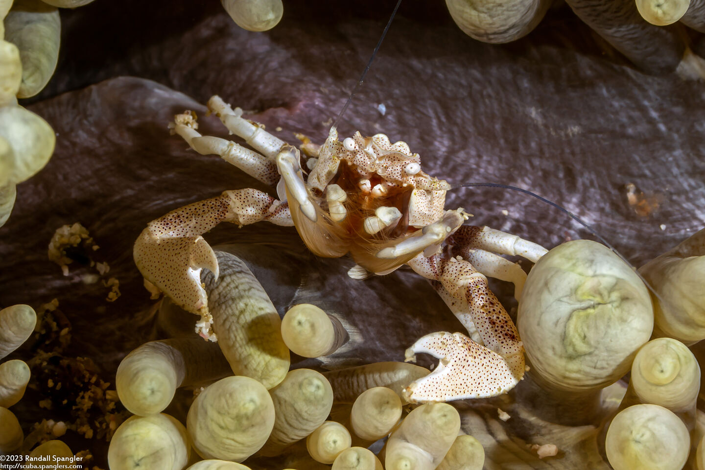 Neopetrolisthes maculatus (Spotted Porcelain Crab)