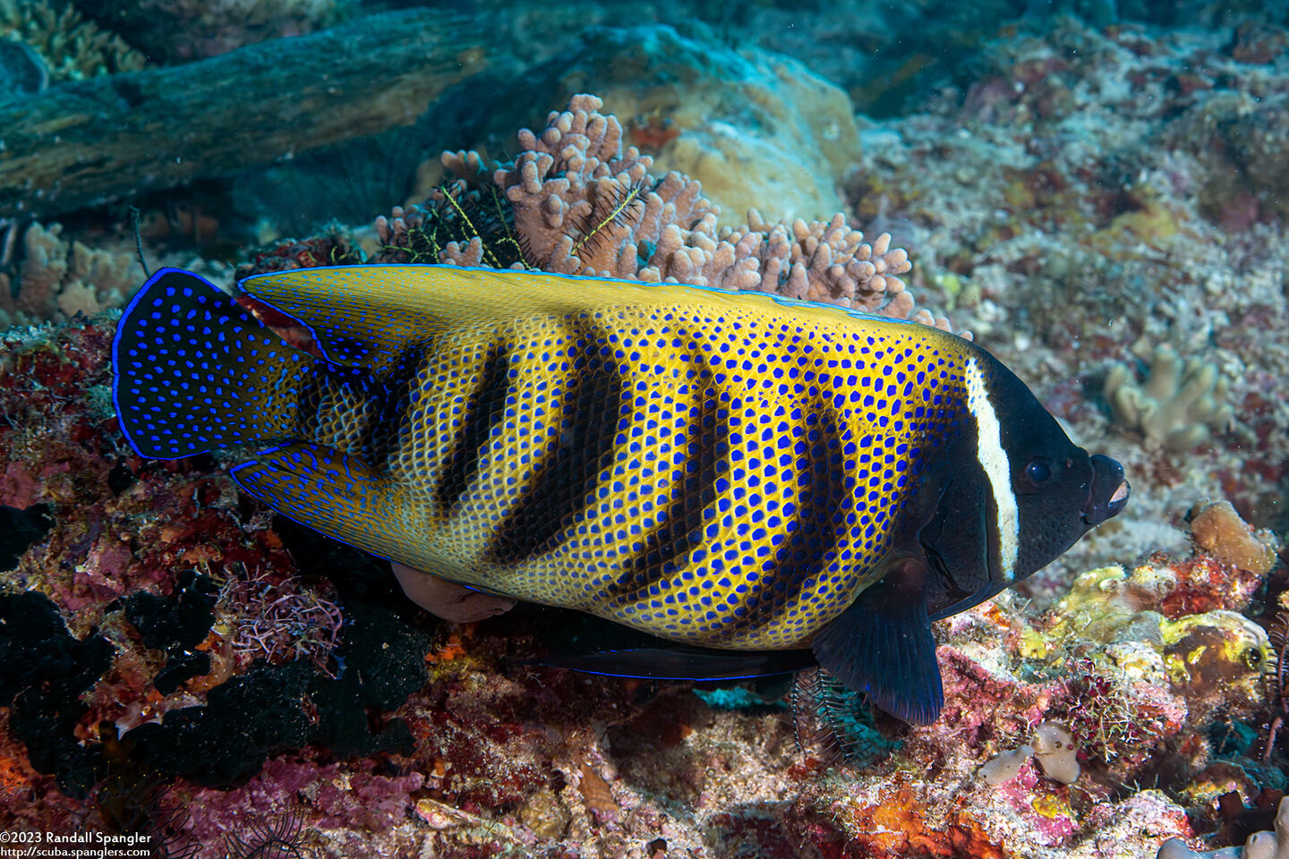 Pomacanthus sexstriatus (Six-Banded Angelfish)