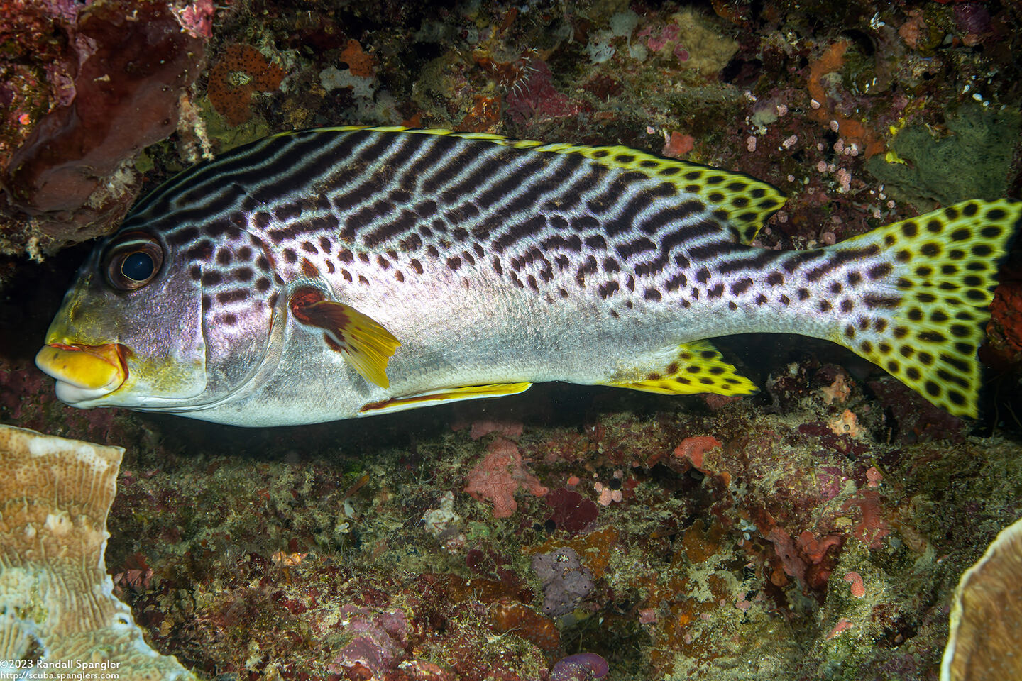 Plectorhinchus lineatus (Diagonal-Banded Sweetlips)