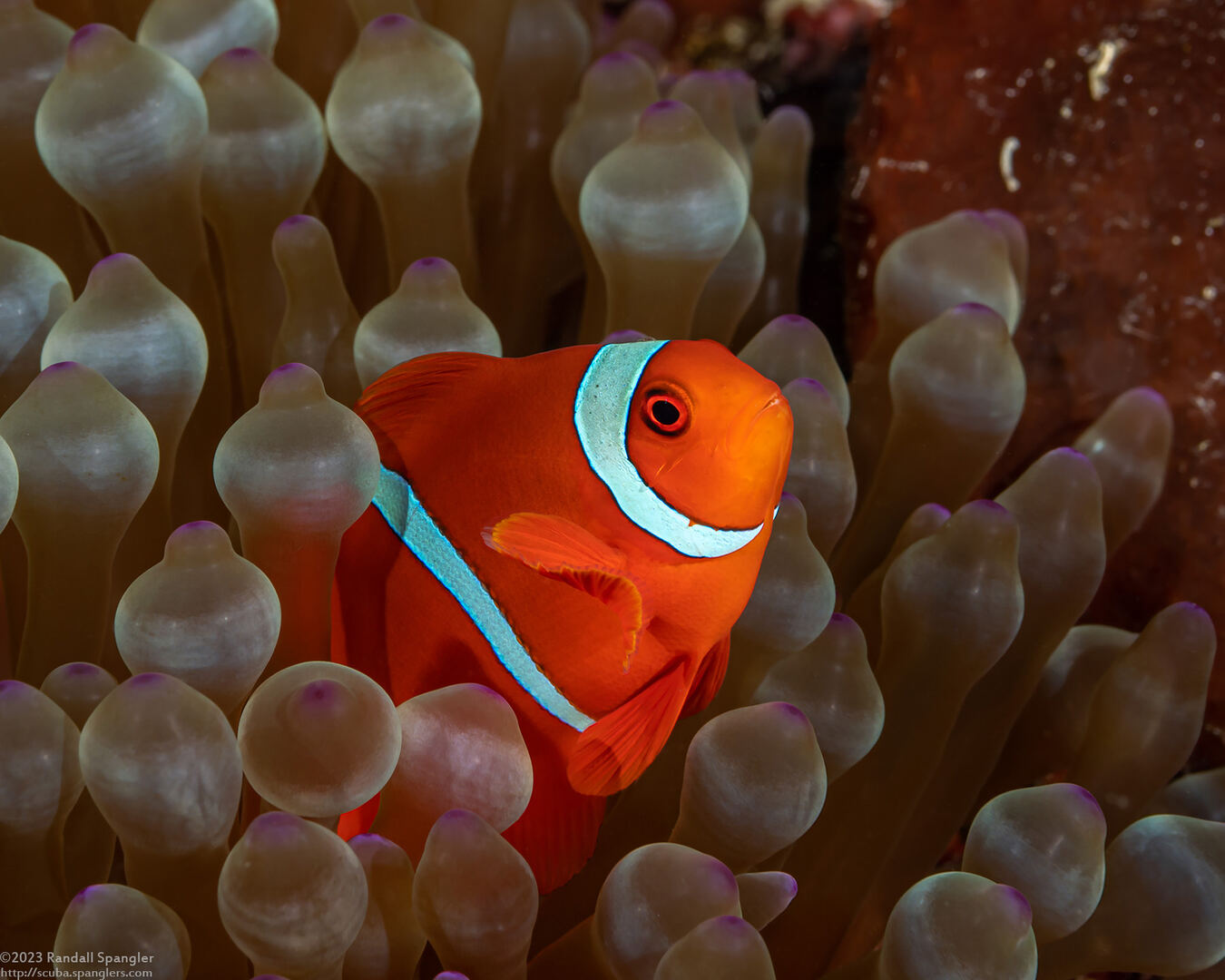 Amphiprion biaculeatus (Spinecheek Anemonefish)