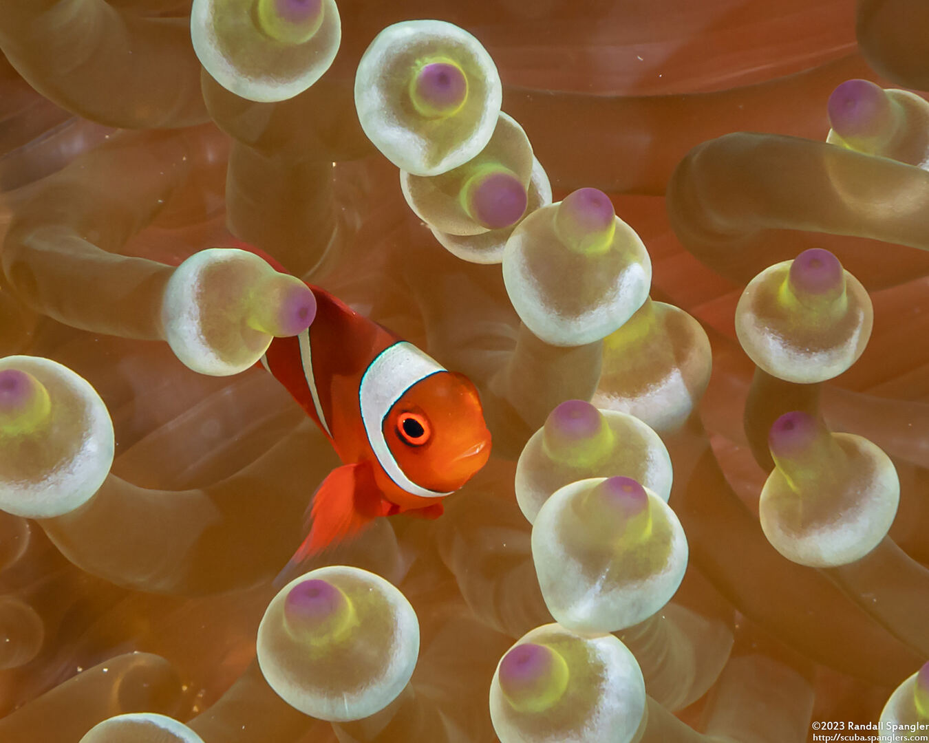 Amphiprion biaculeatus (Spinecheek Anemonefish)