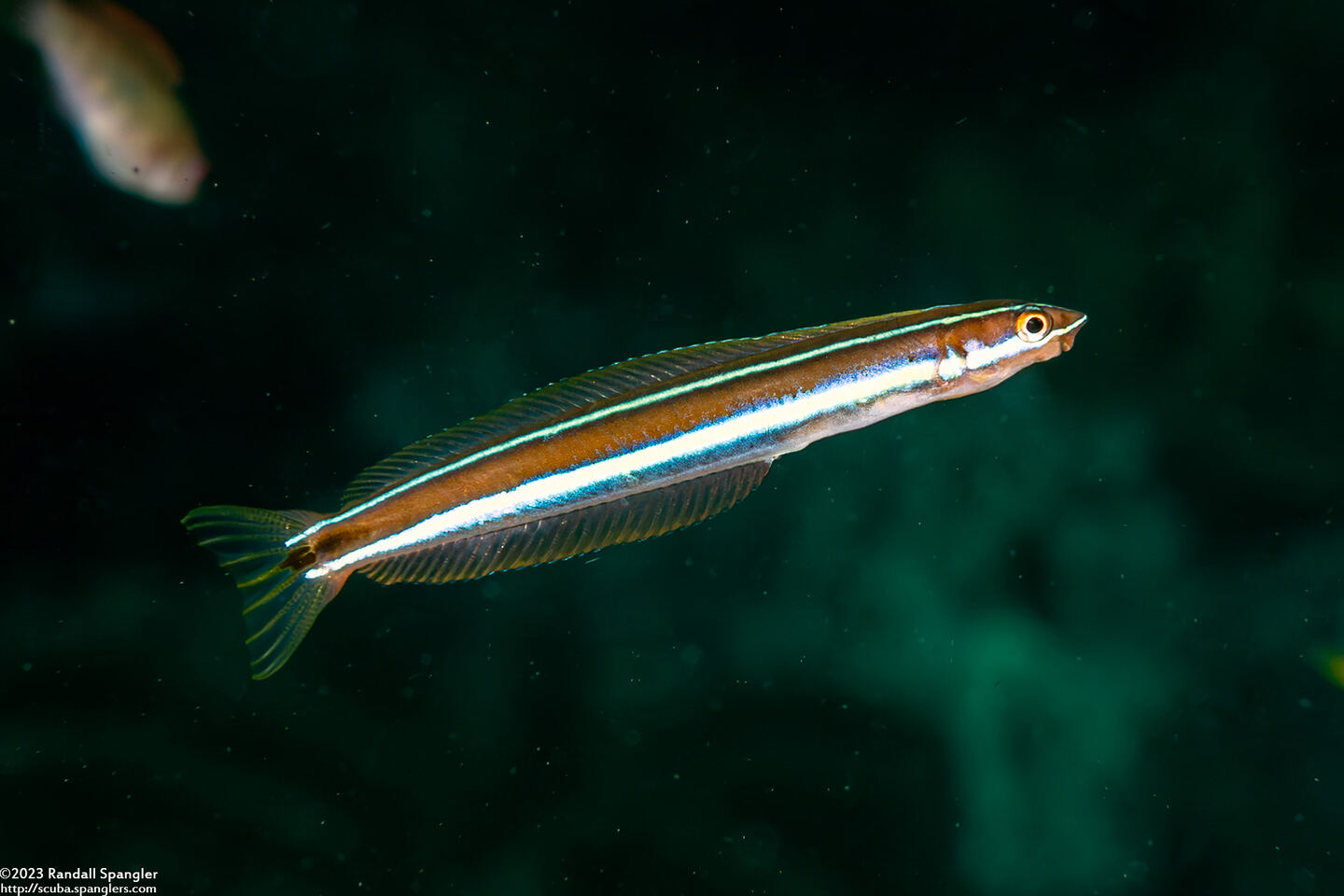 Plagiotremus rhinorhynchos (Bluestriped Fangblenny)