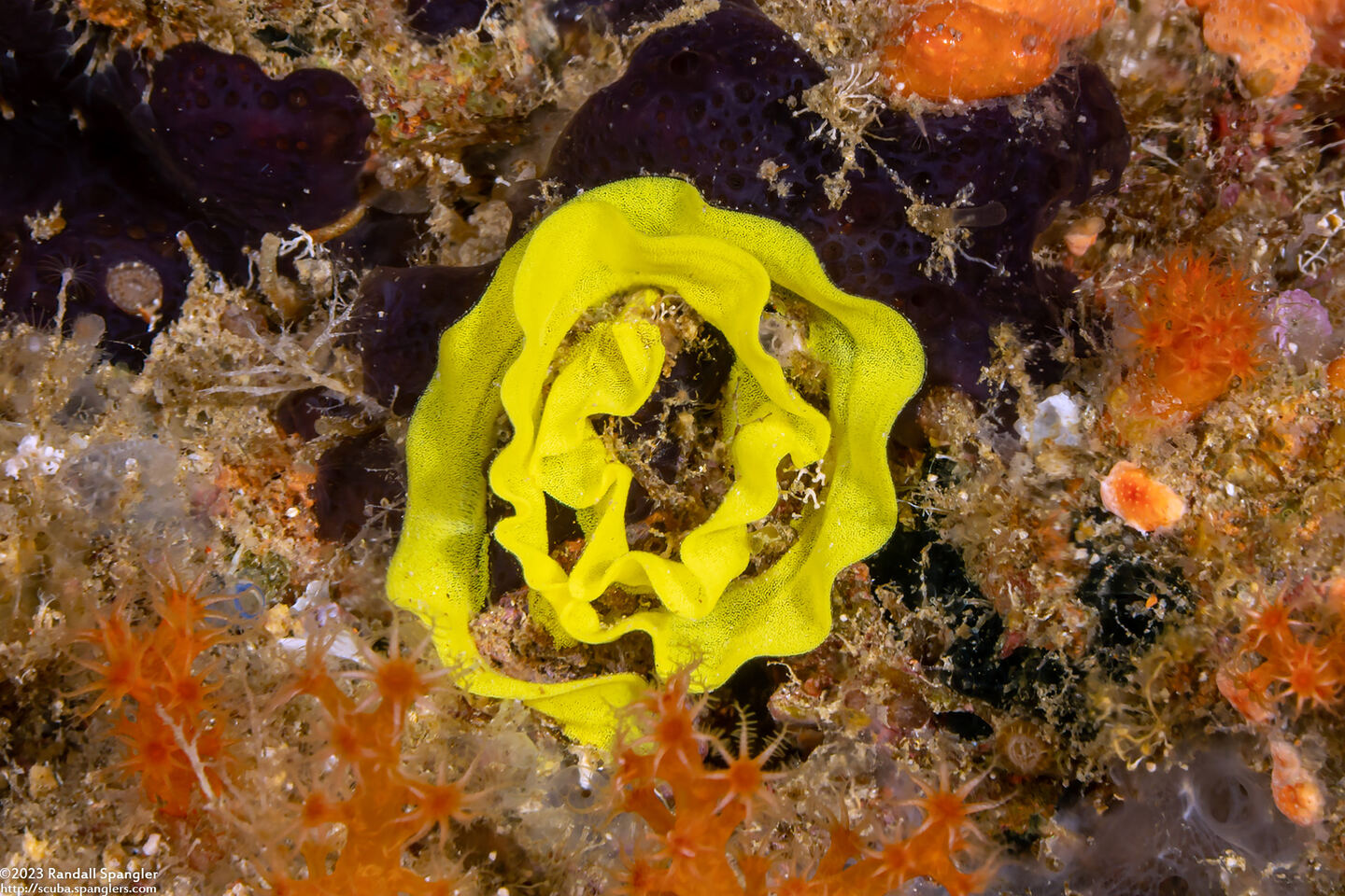 Notodoris gardineri (Gardiner's Banana Nudibranch); Eggs