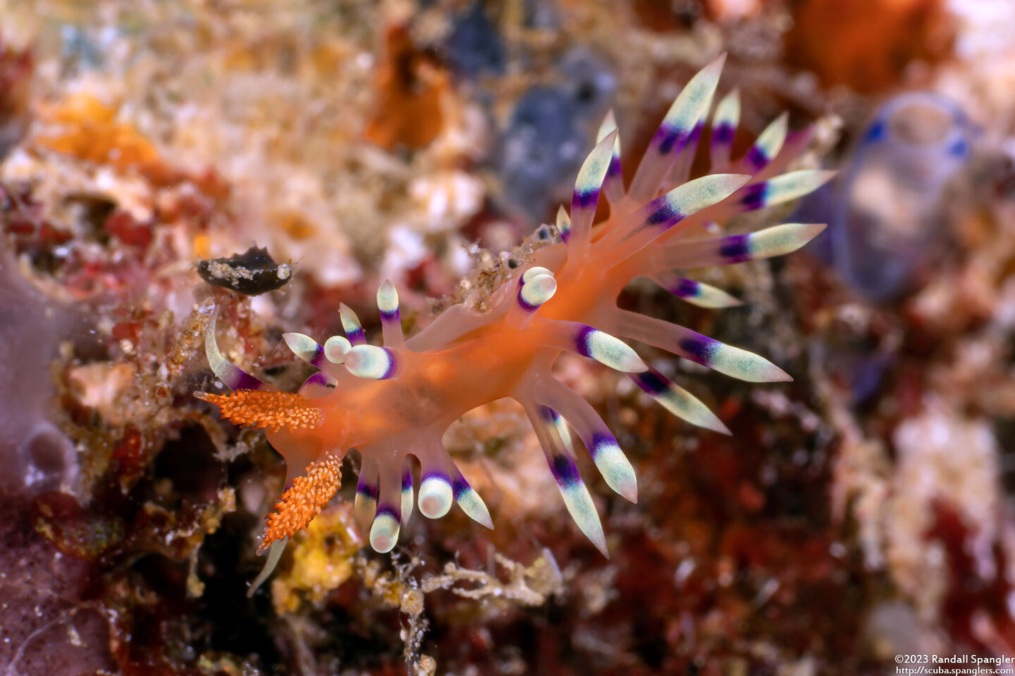 Coryphellina exoptata (Desirable Flabellina)