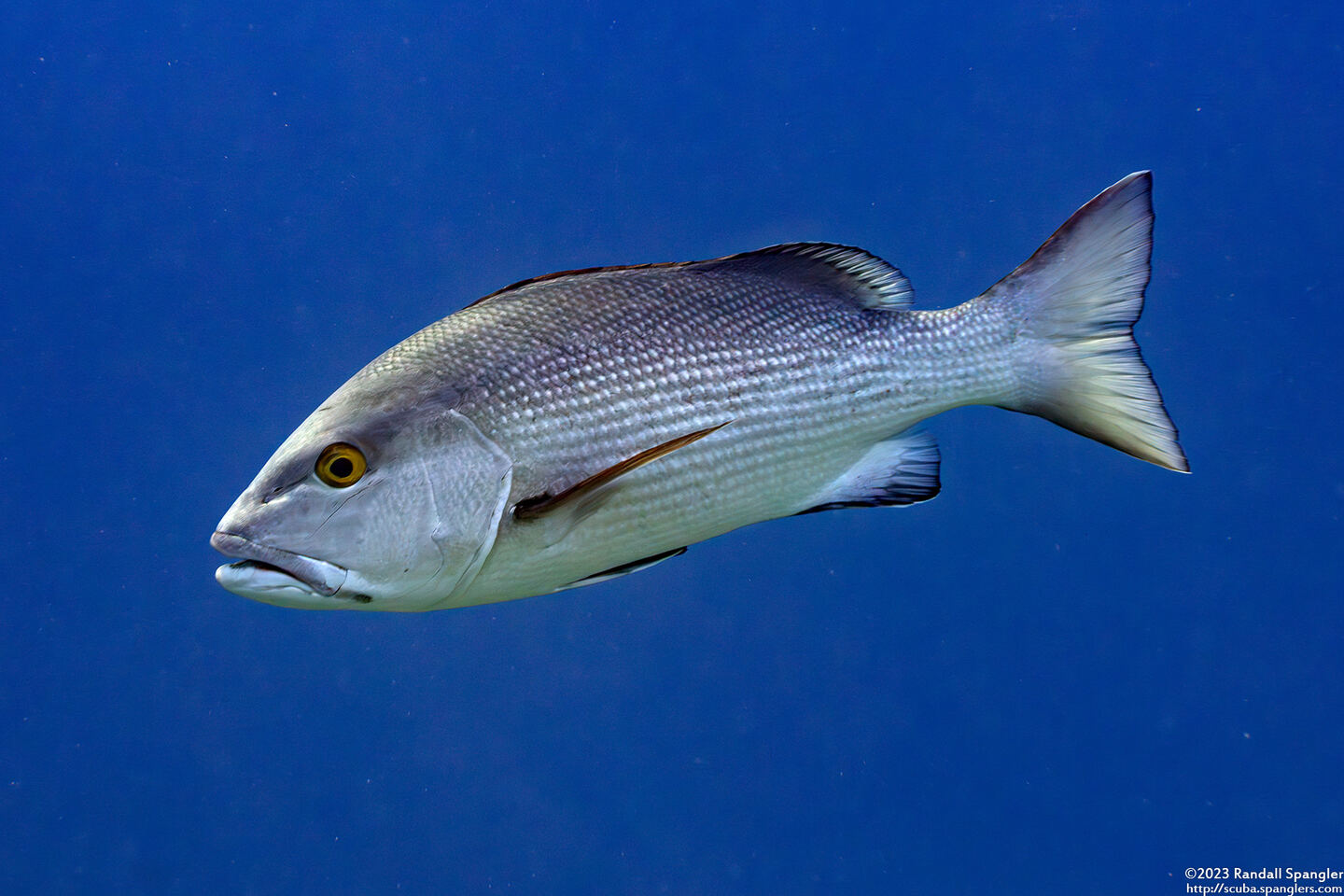 Lutjanus bohar (Red Snapper)
