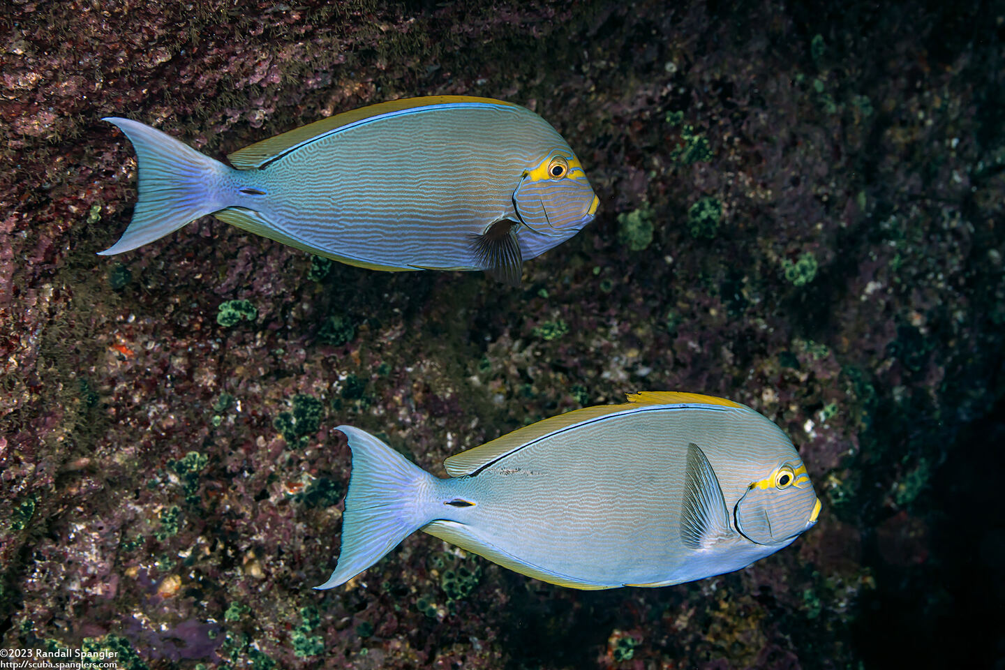 Acanthurus mata (Yellowmask Surgeonfish)