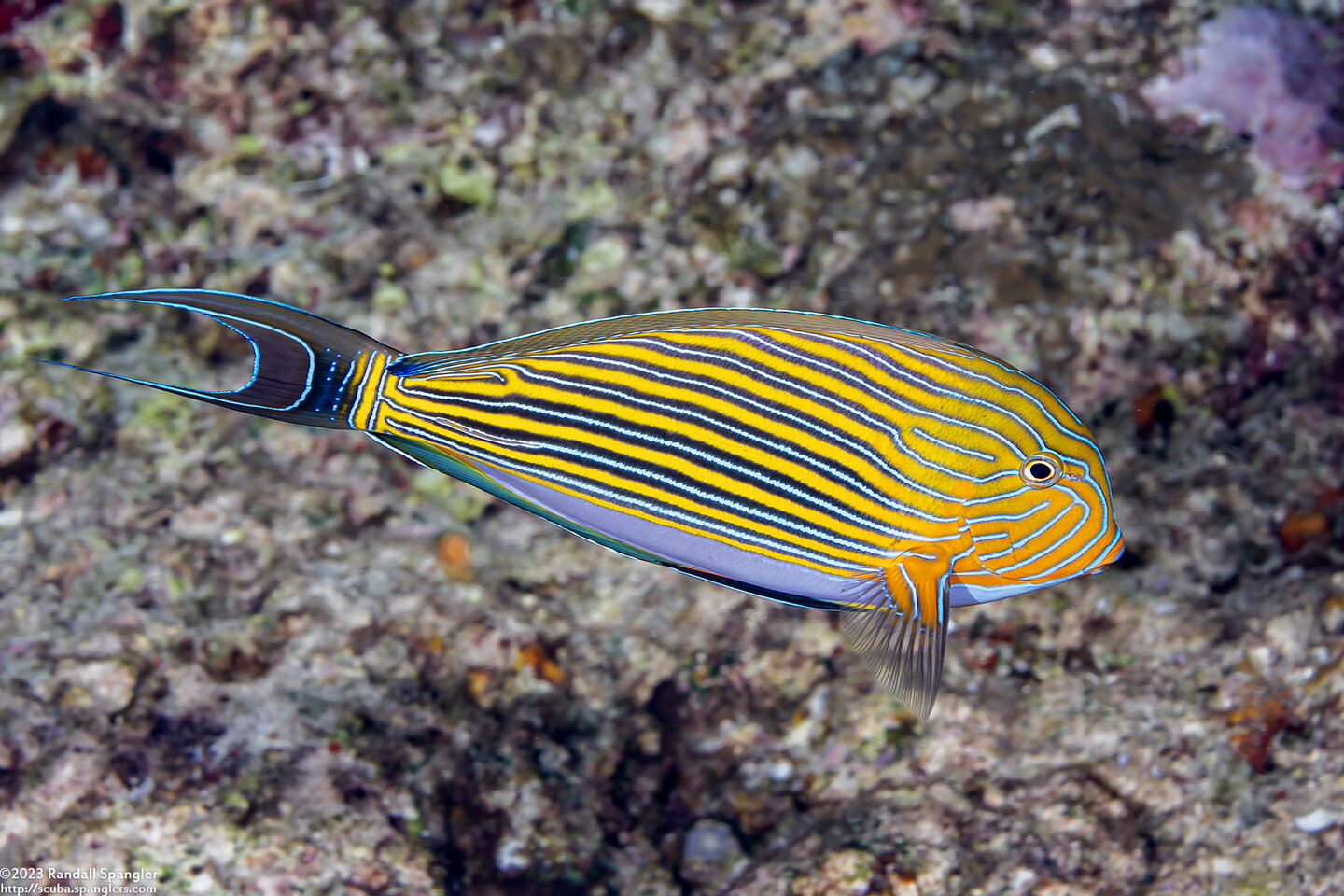 Acanthurus lineatus (Striped Surgeonfish)