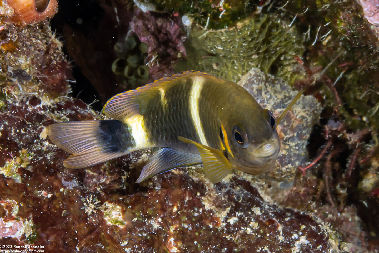 Chrysiptera brownriggii (Surge Damsel)