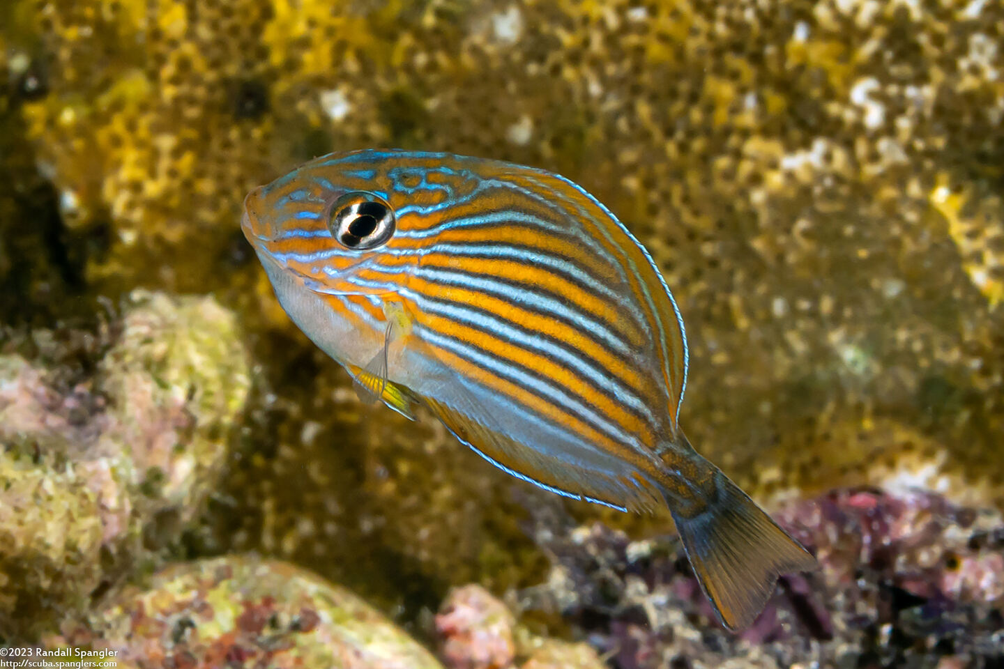Acanthurus lineatus (Striped Surgeonfish); Tiny juvenile, 1" long
