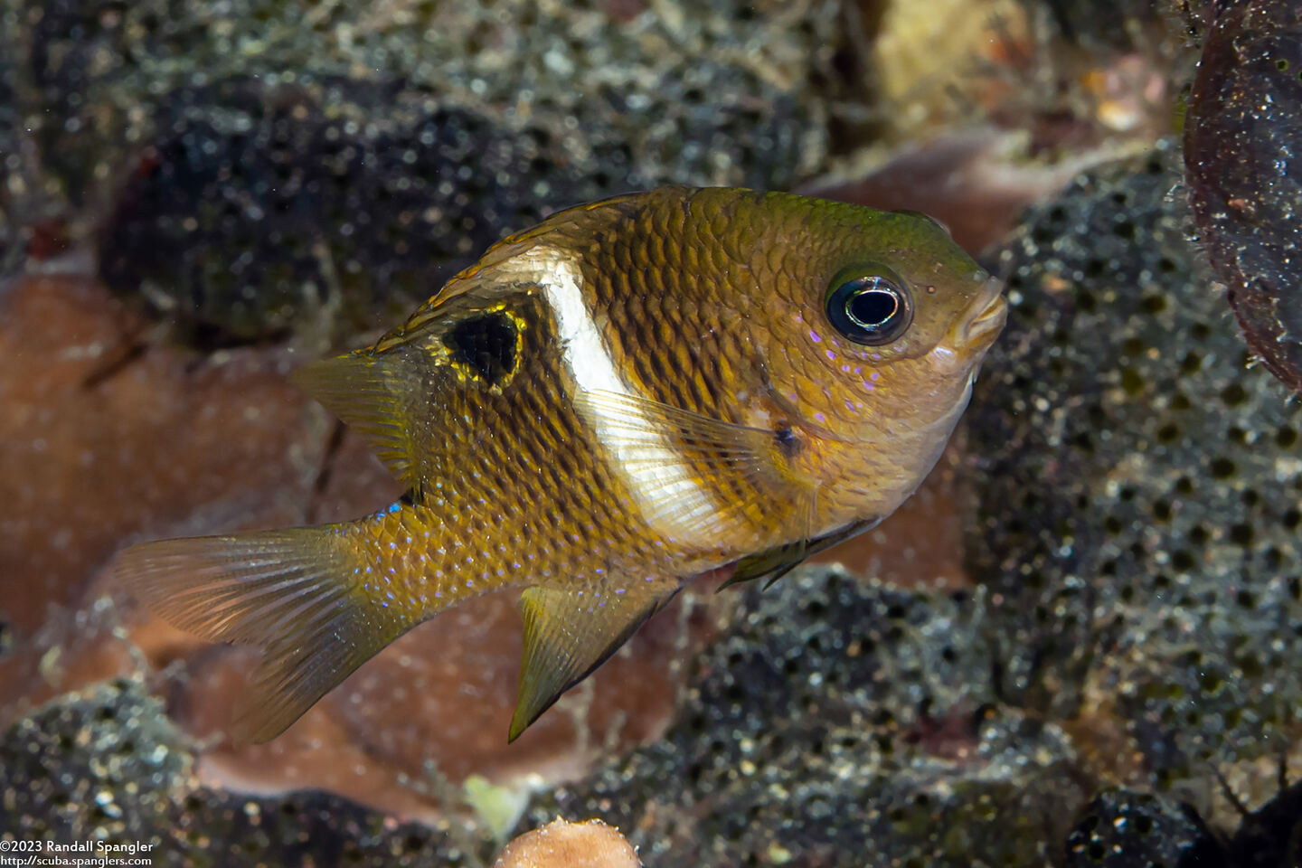 Plectroglyphidodon leucozonus (Singlebar Damselfish)