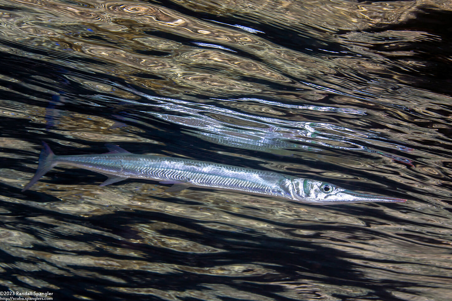 Tylosurus crocodilus (Houndfish)