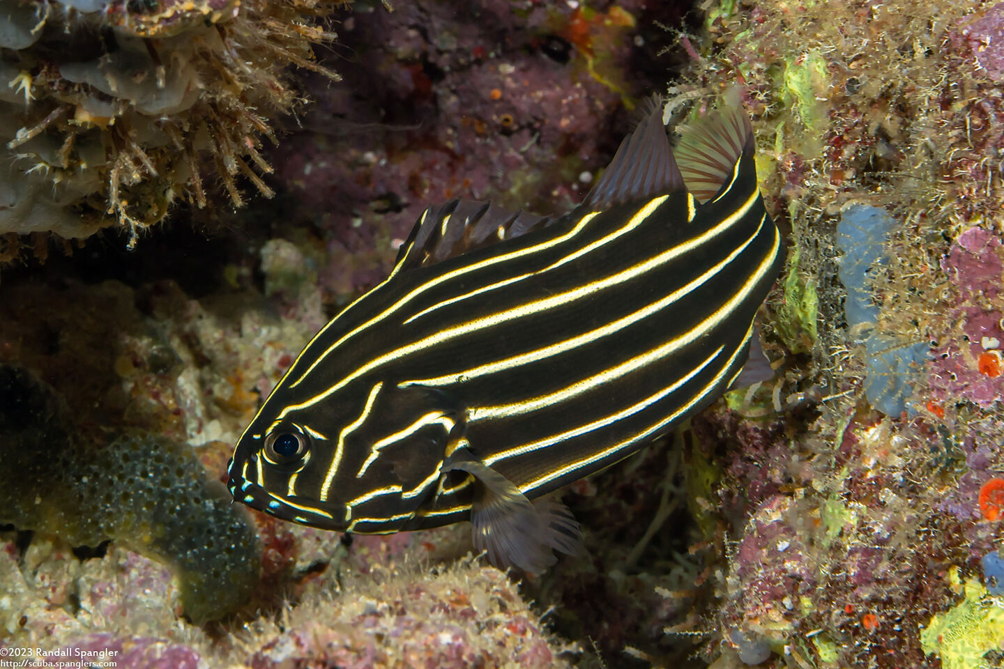 Grammistes sexlineatus (Six-Lined Soapfish)