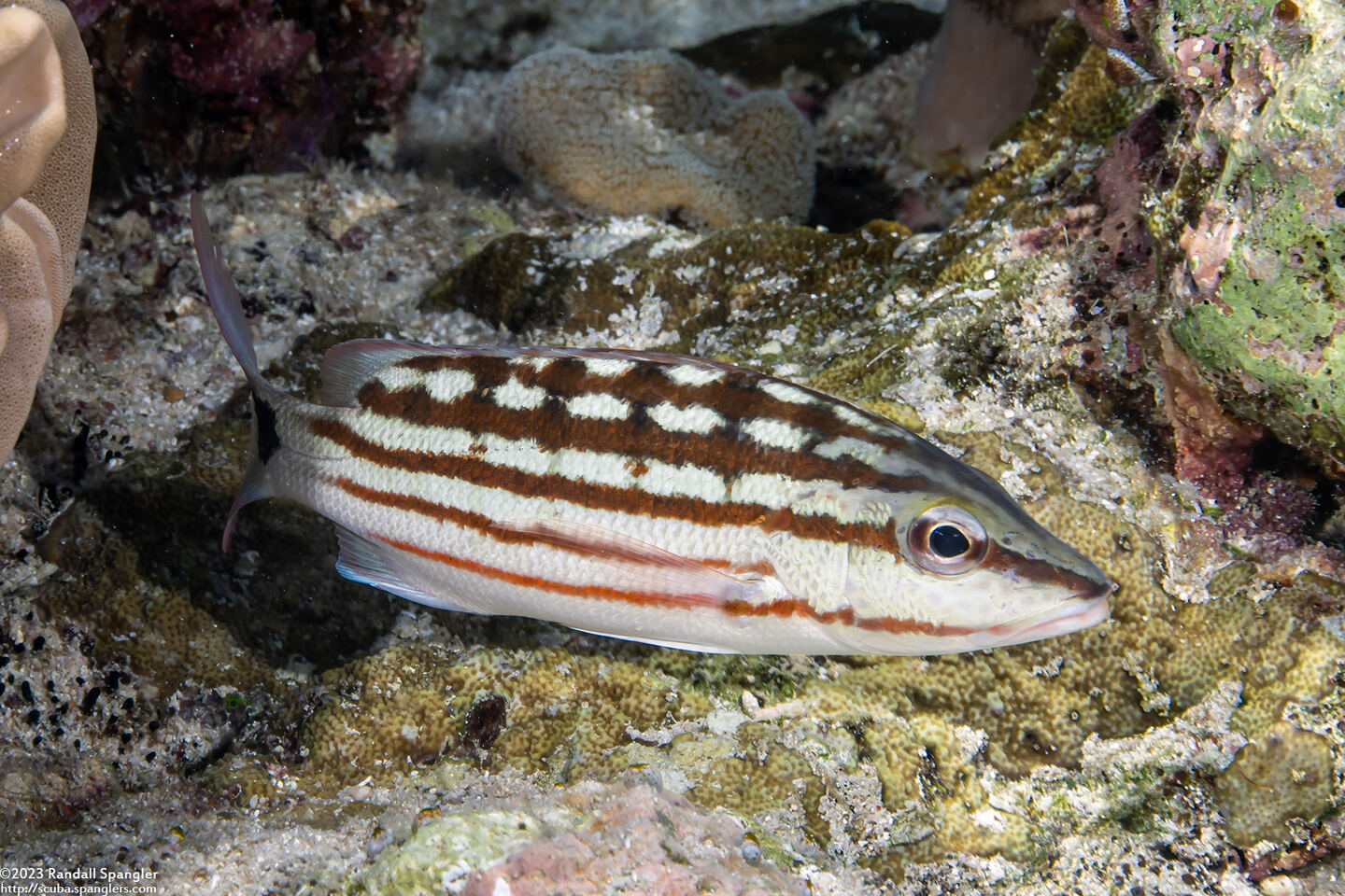 Lutjanus decussatus (Checkered Snapper)