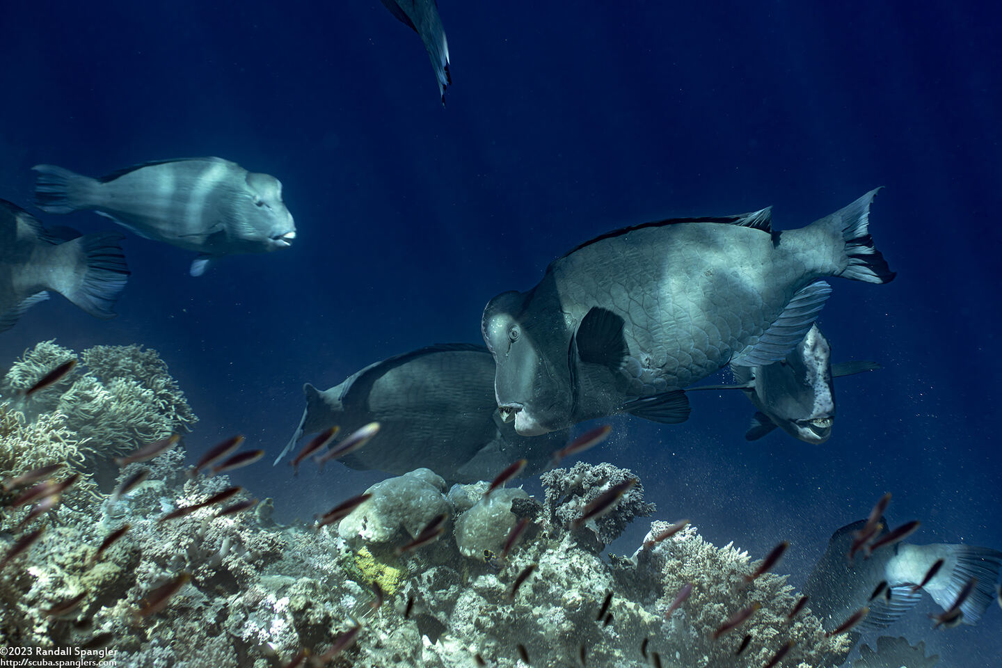 Bolbometopon muricatum (Bumphead Parrotfish)