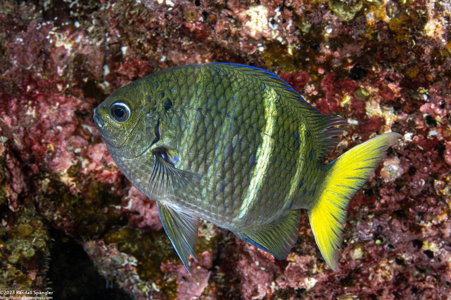 Abudefduf notatus (Yellowtail Sergeant)