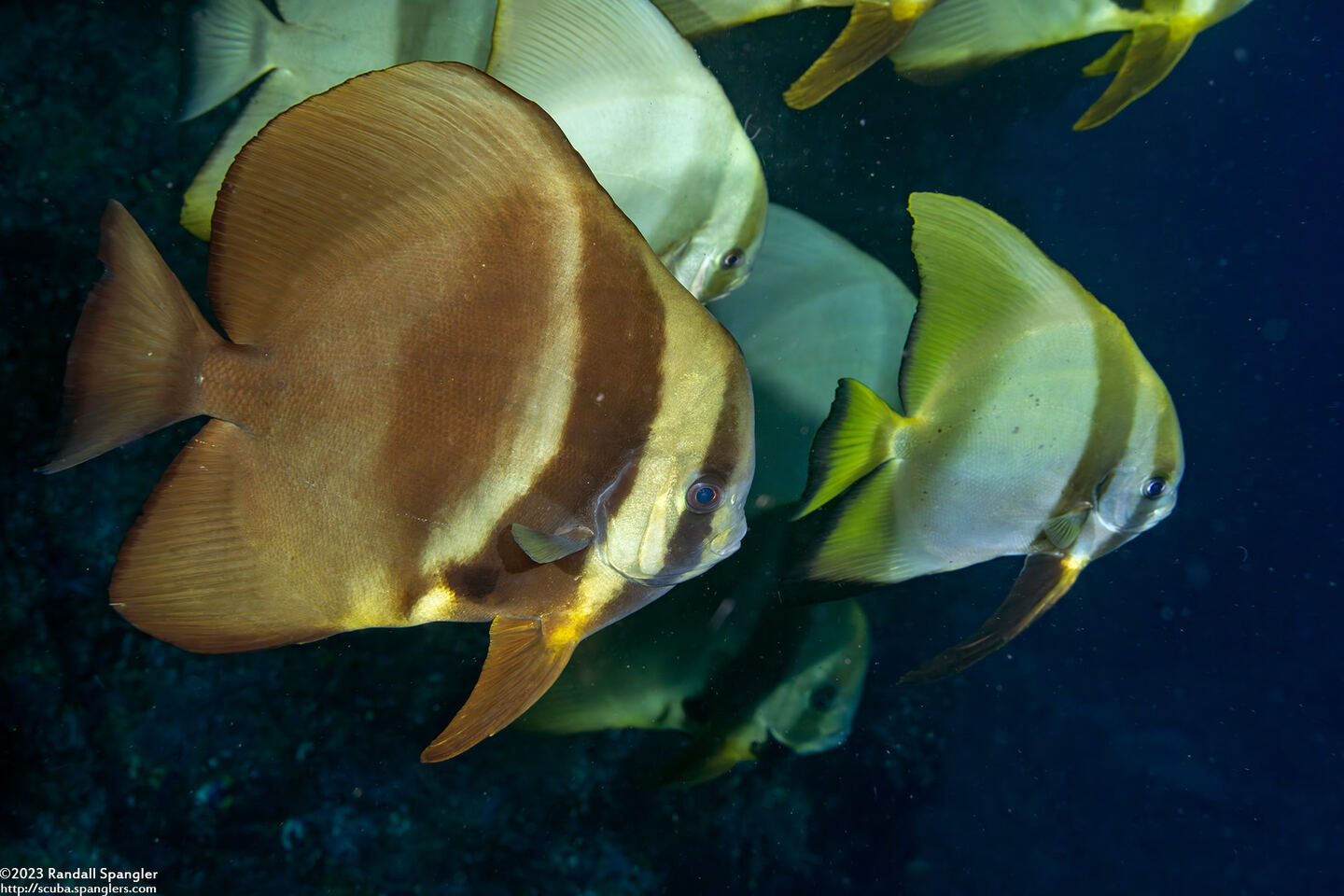 Platax teira (Longfin Spadefish)