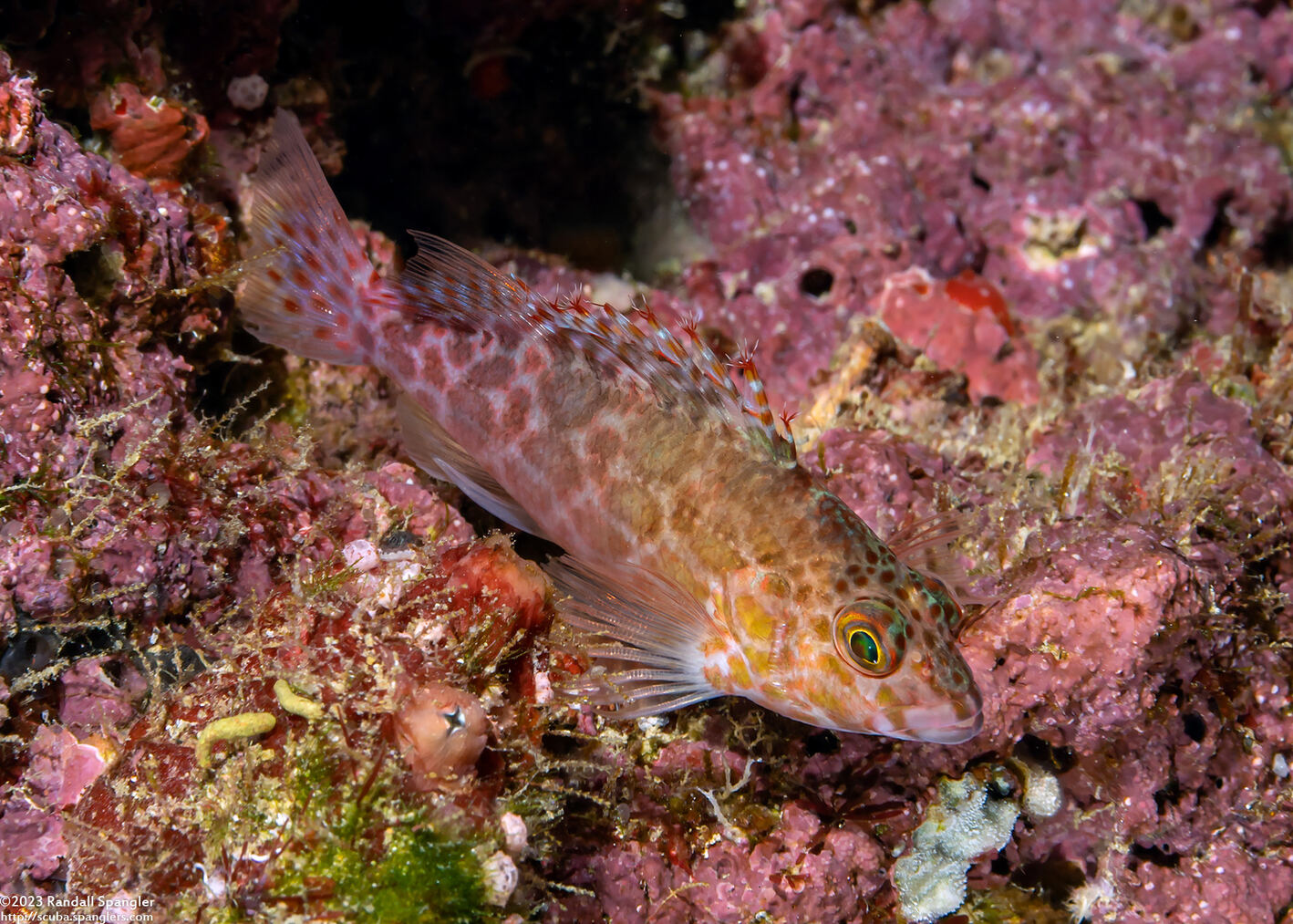 Cirrhitichthys oxycephalus (Pixy Hawkfish)