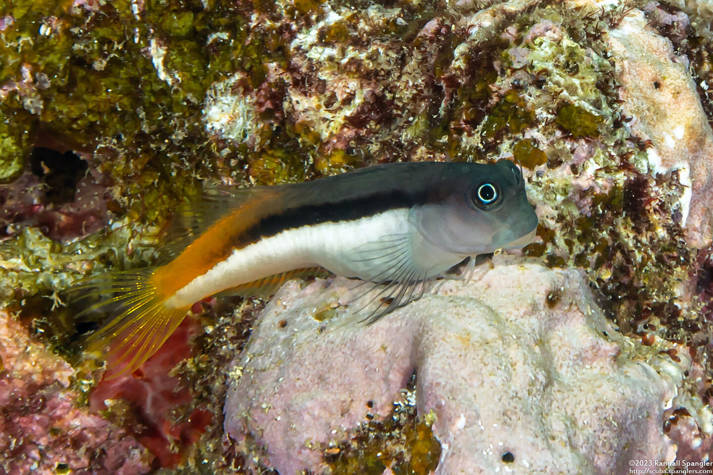 Ecsenius bicolor (Bicolor Coralblenny)