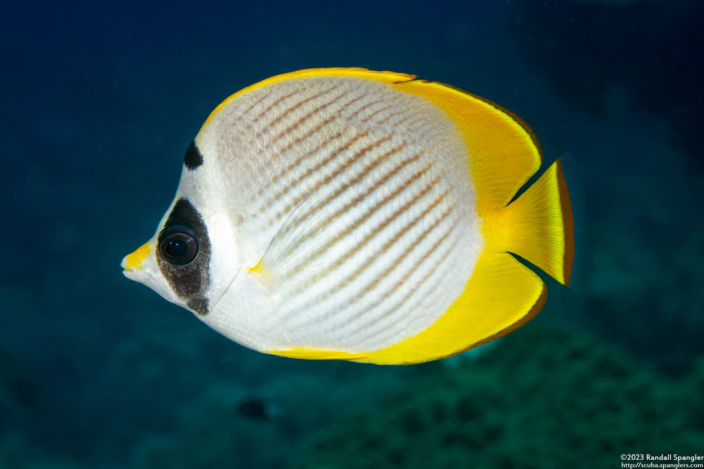 Chaetodon adiergastos (Panda Butterflyfish)