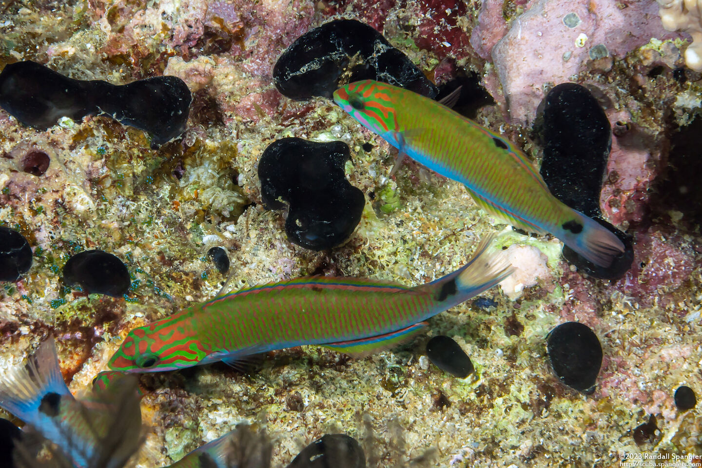 Thalassoma lunare (Crescent Wrasse)