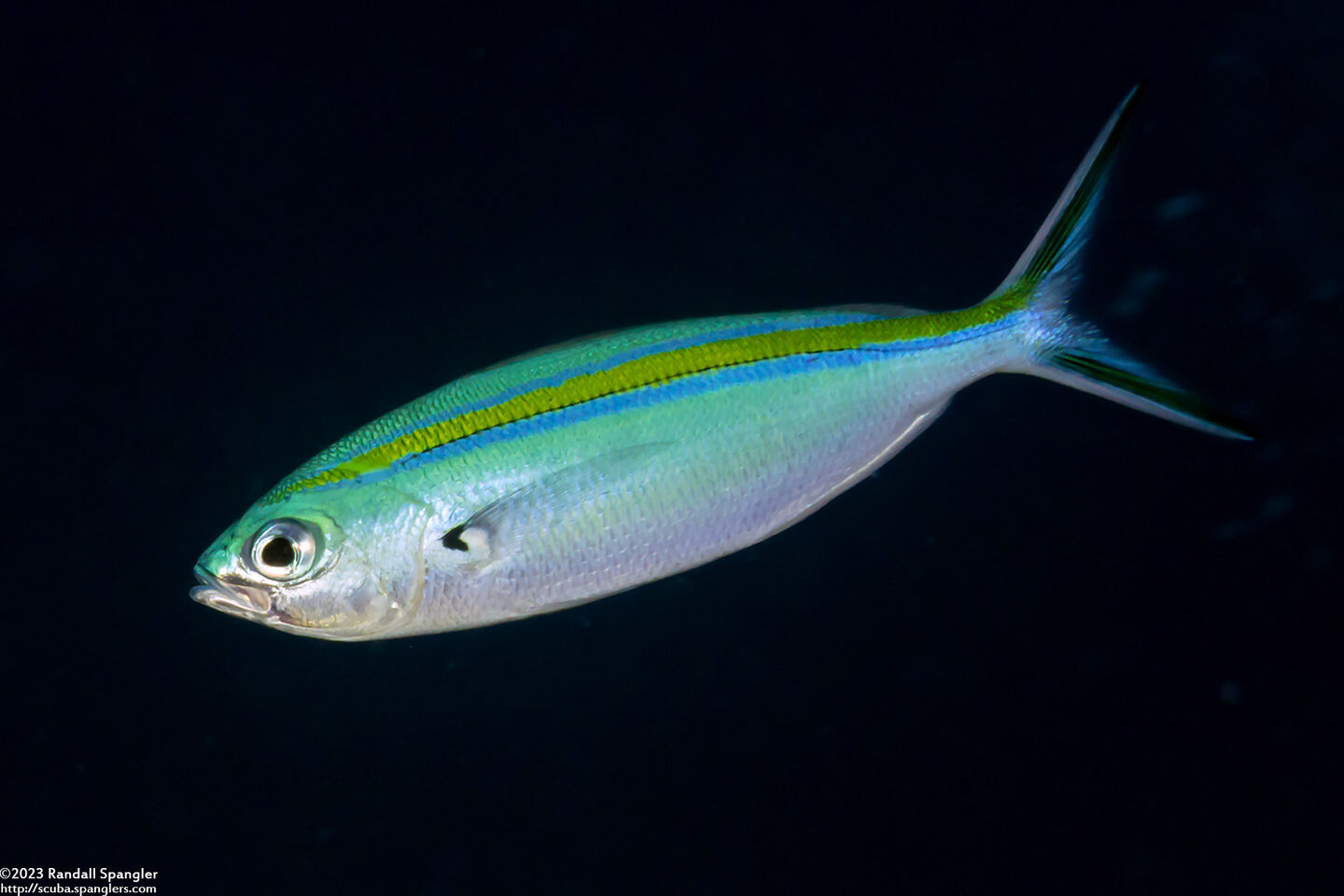 Caesio caerulaurea (Scissortail Fusilier)