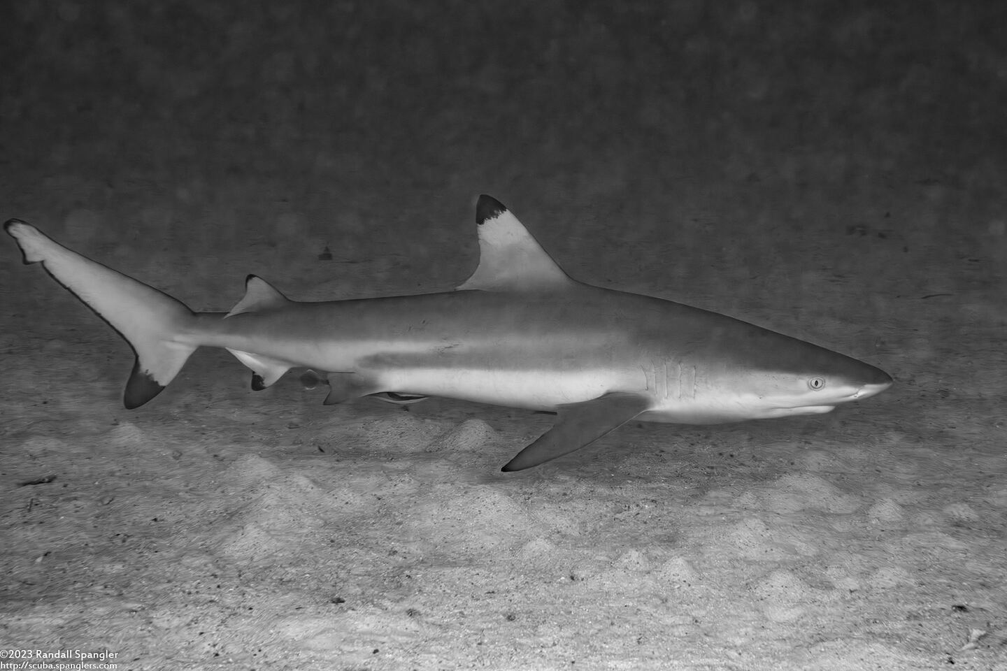 Carcharhinus melanopterus (Blacktip Reef Shark)