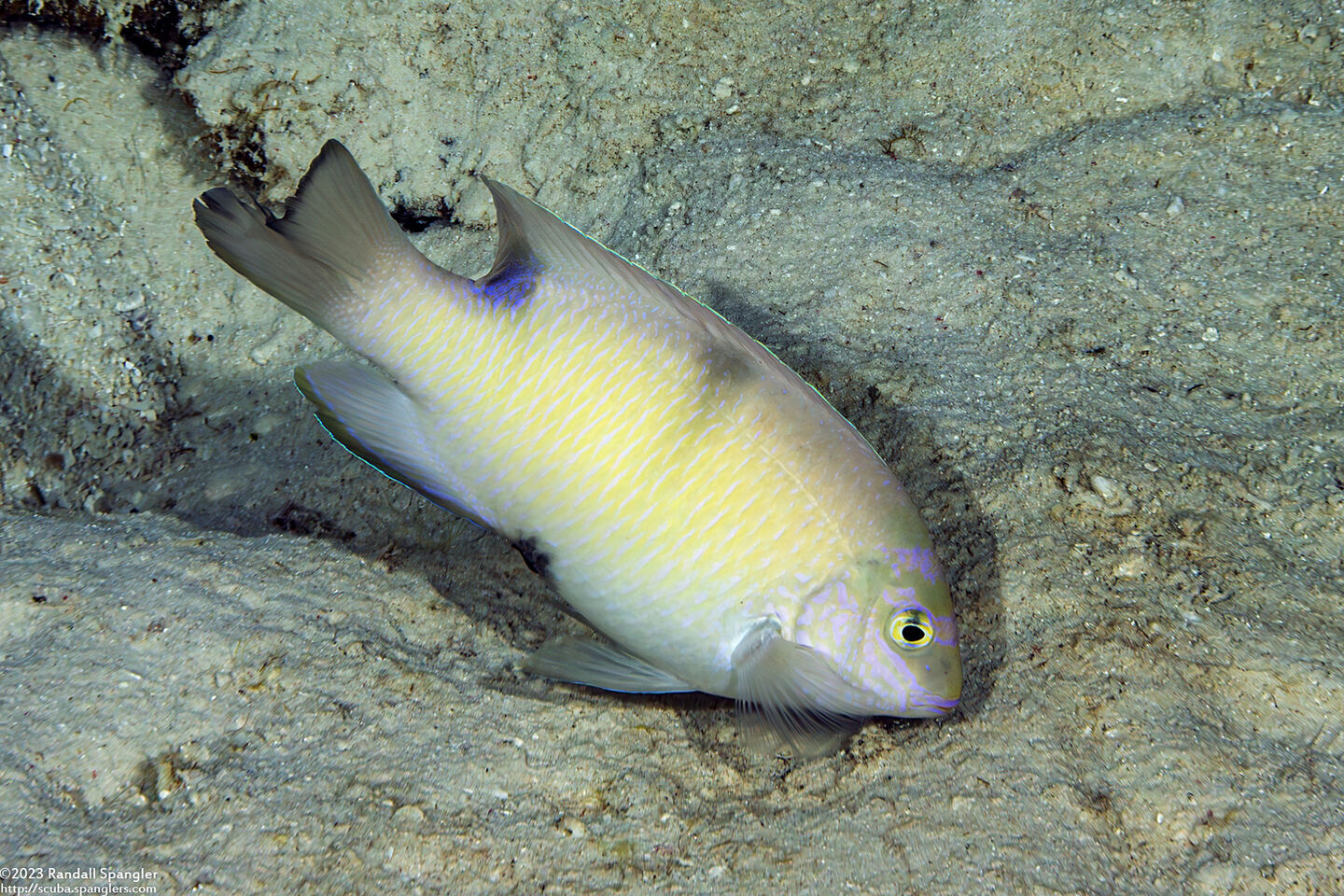 Dischistodus perspicillatus (White Damsel)