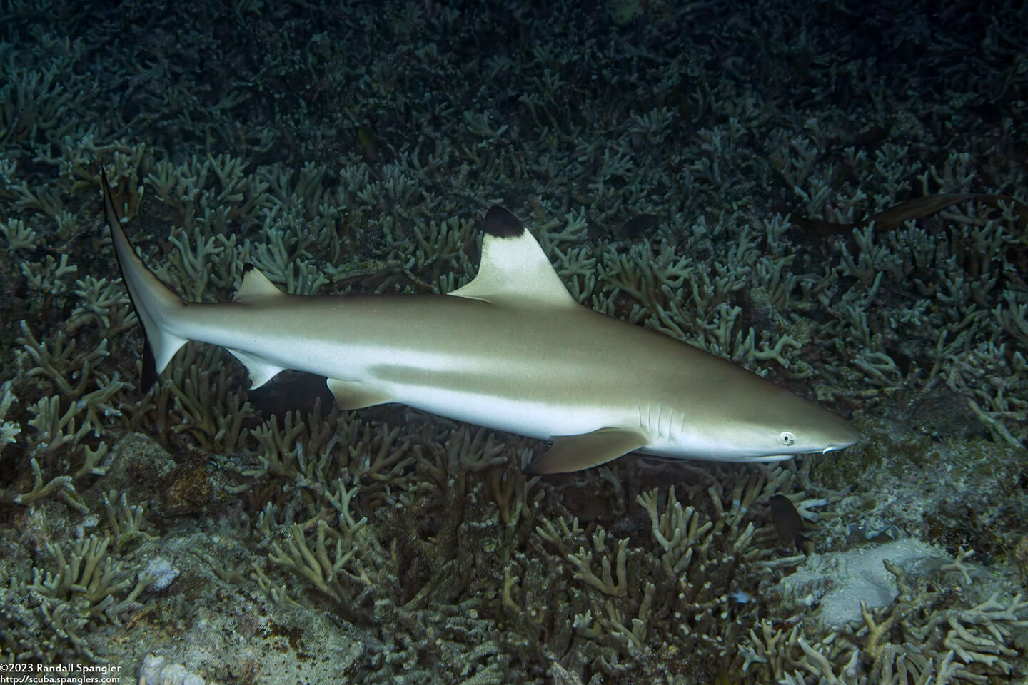 Carcharhinus melanopterus (Blacktip Reef Shark)