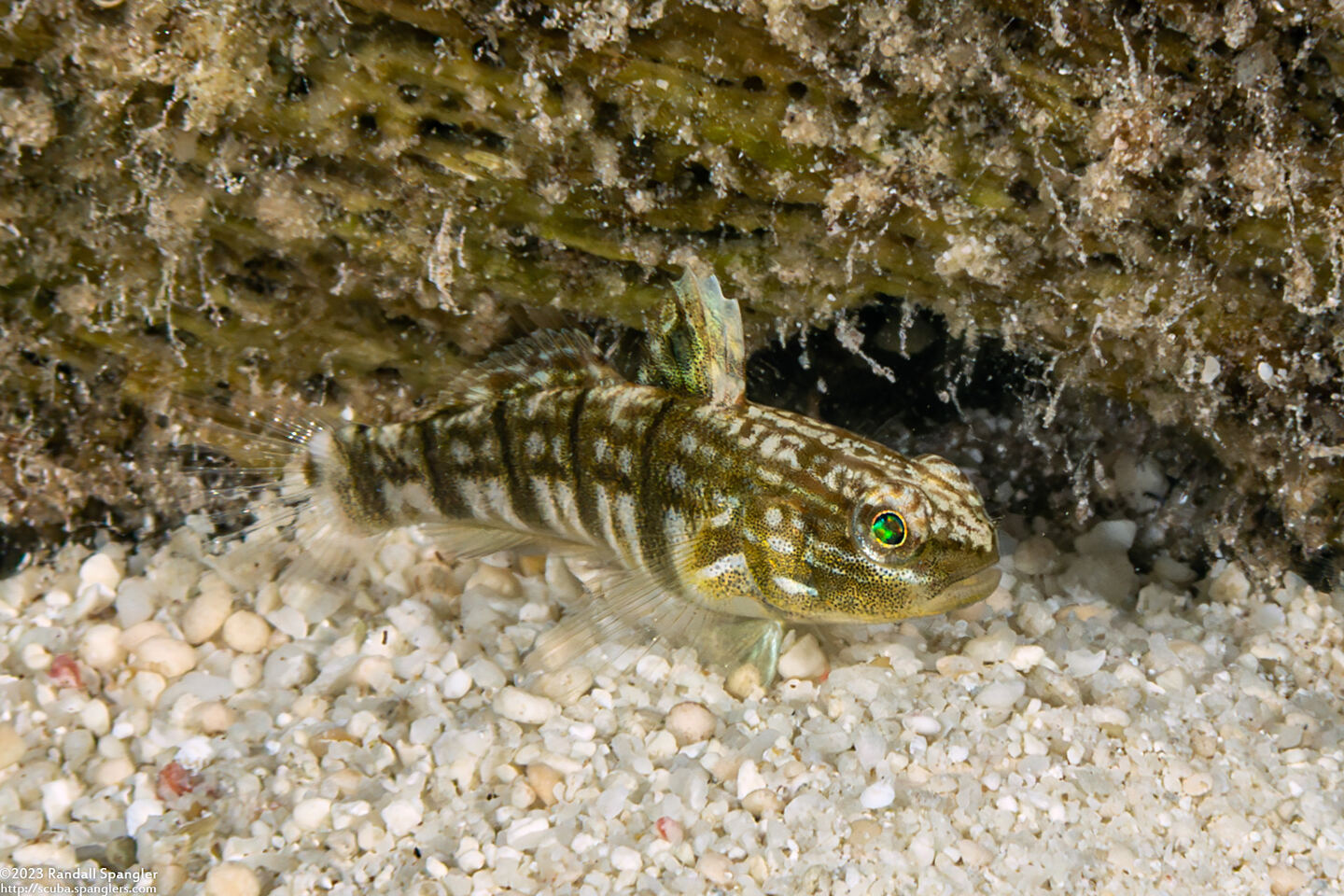 Amblygobius phalaena (Whitebarred Goby)