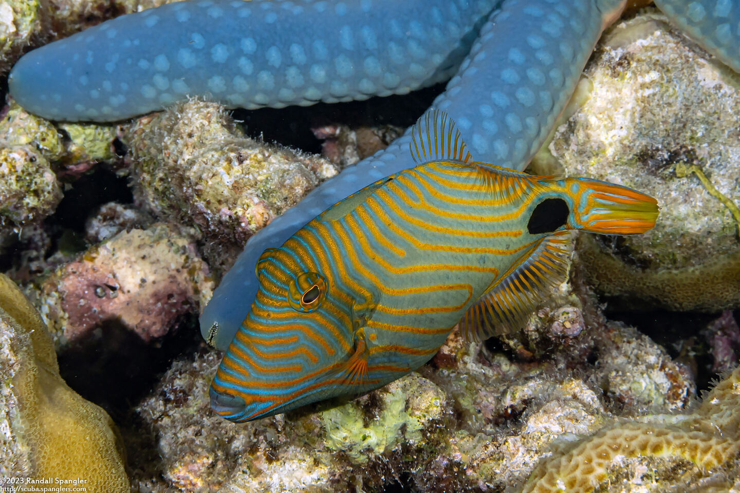Balistapus undulatus (Orange-Lined Triggerfish)