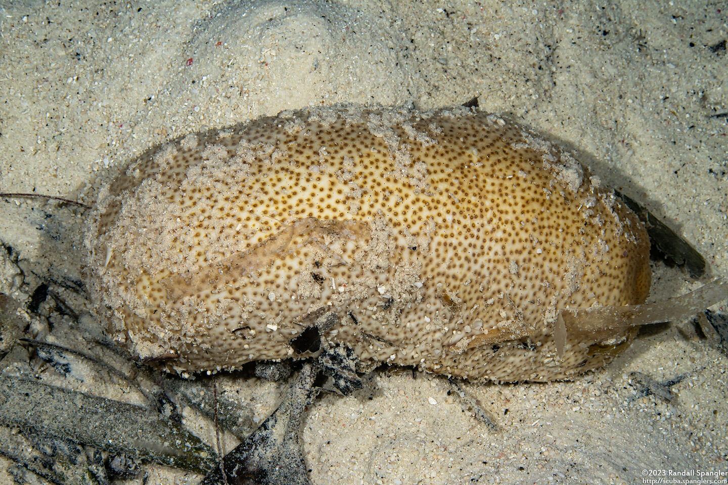 Bohadschia sp.1 (Bohadschia sp.1)