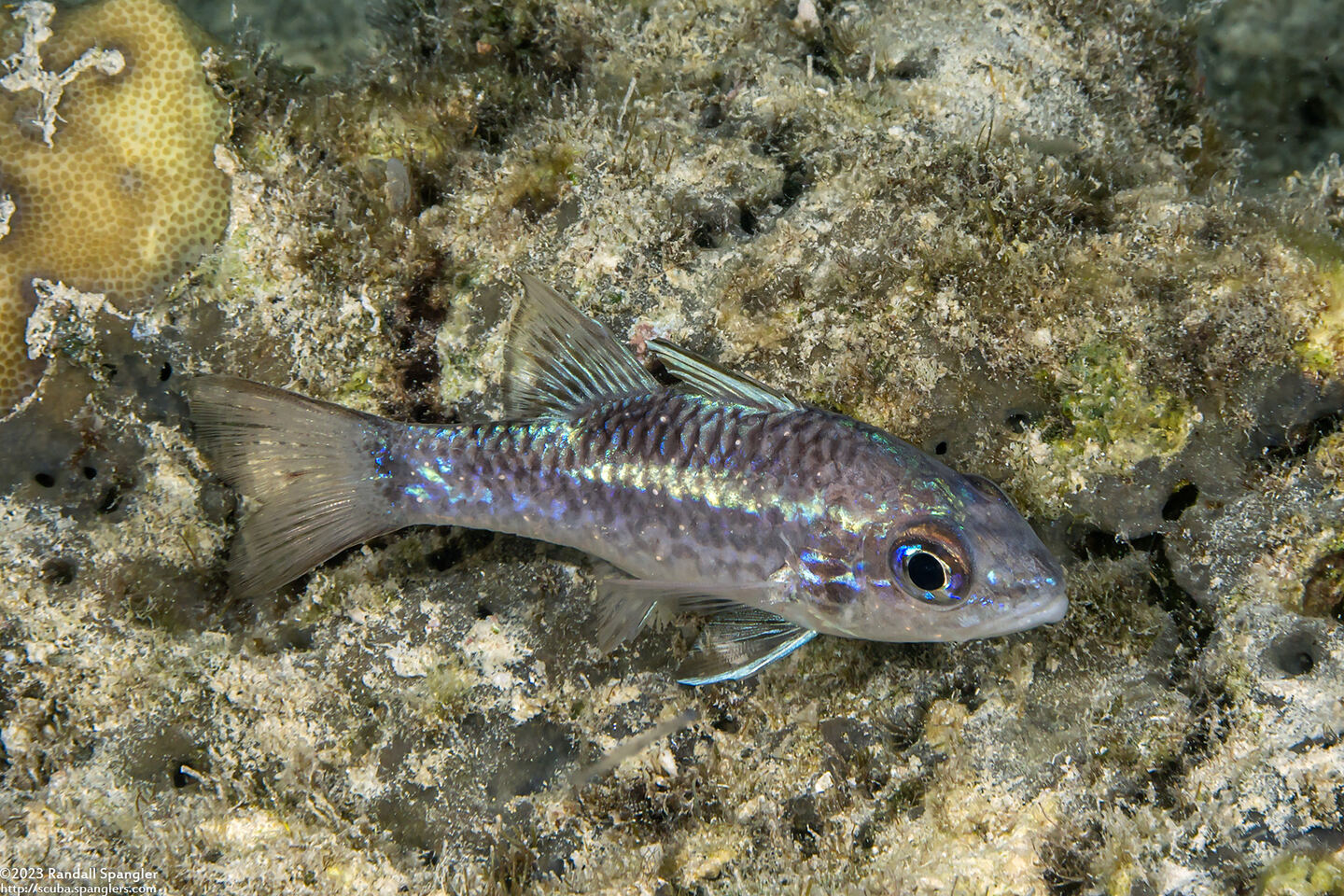 Pristiapogon kallopterus (Iridescent Cardinalfish)