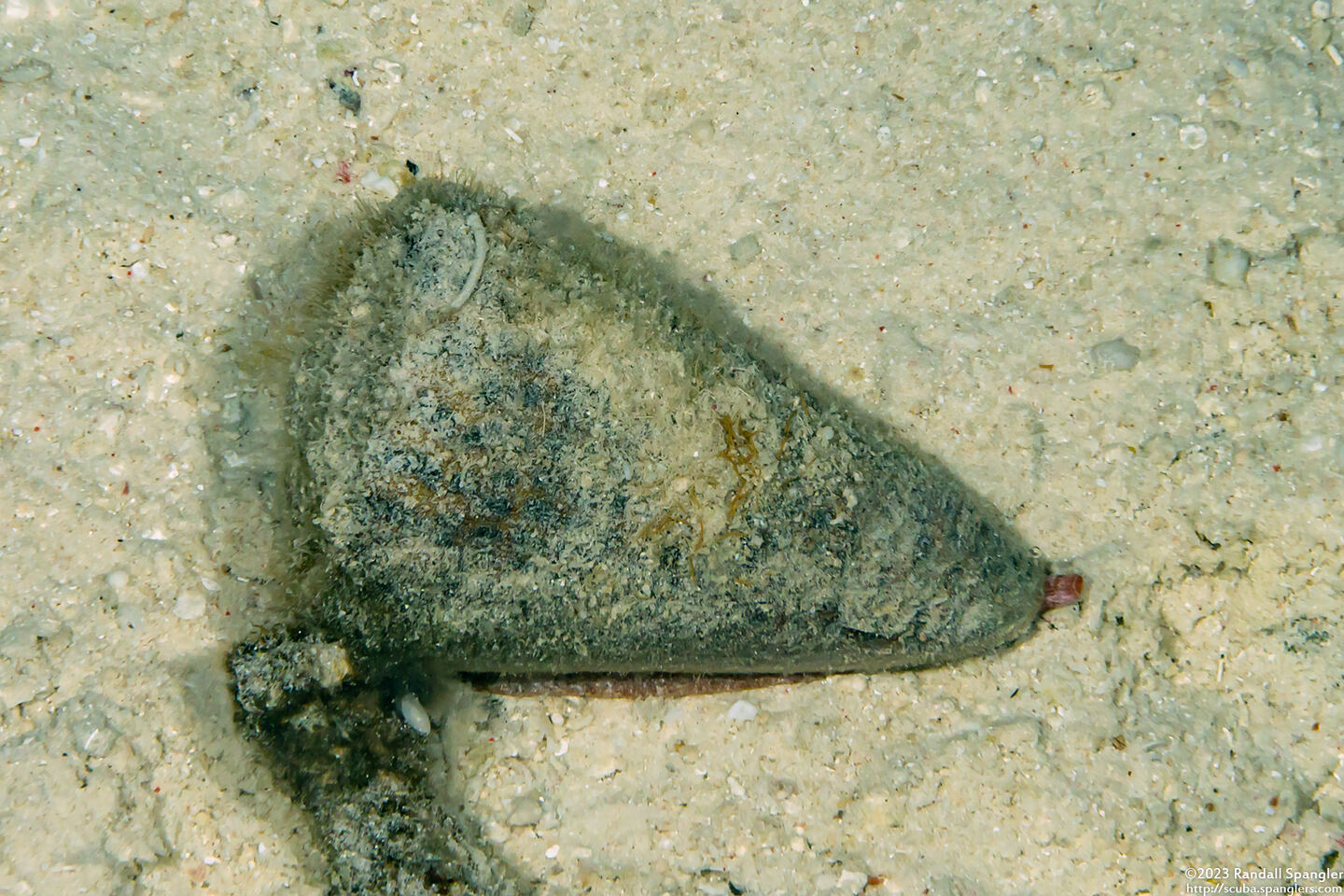 Conus litteratus (Lettered Cone)